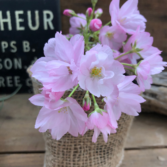 一才桜♡入荷困難♡ 大人気♡テーブルで楽しむ桜♡一才桜♡旭山♡ガーデニング 7枚目の画像