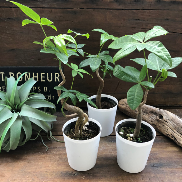 パキラ 曲がり パキラ 曲がり グラグラ 大型 6号 存在感あり！ 観葉植物