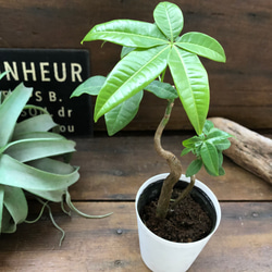 曲がり木のパキラ♡おしゃれ♡観葉植物♡インテリア 5枚目の画像