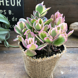 斑入りカランコエ♡ピンクの斑入り♡多肉植物♡ アートフラワー パリ
