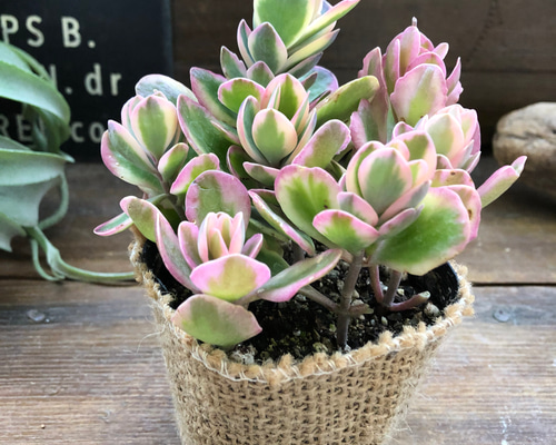 多肉植物 丸葉 ピンクシフォン斑入り