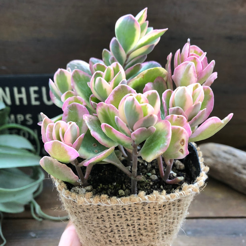斑入りカランコエ♡ピンクの斑入り♡多肉植物♡ アートフラワー パリ