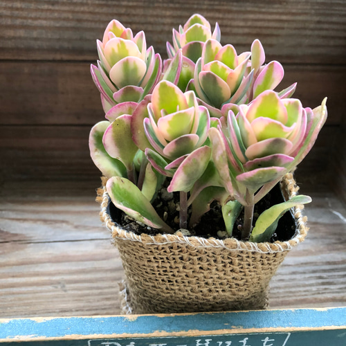 斑入りカランコエ♡ピンクの斑入り♡多肉植物♡ アートフラワー パリ