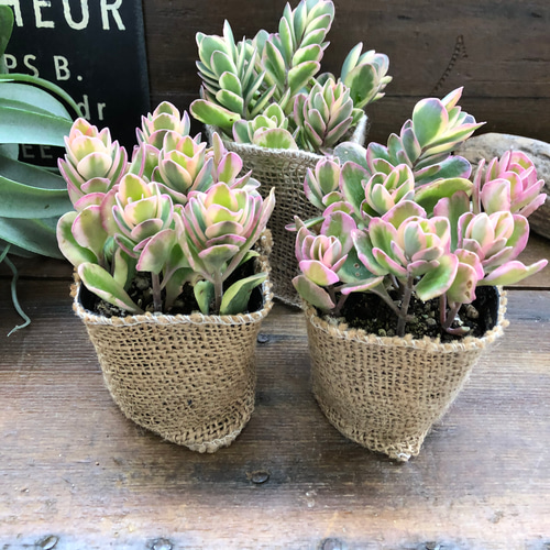 斑入りカランコエ♡ピンクの斑入り♡多肉植物♡ アートフラワー パリ