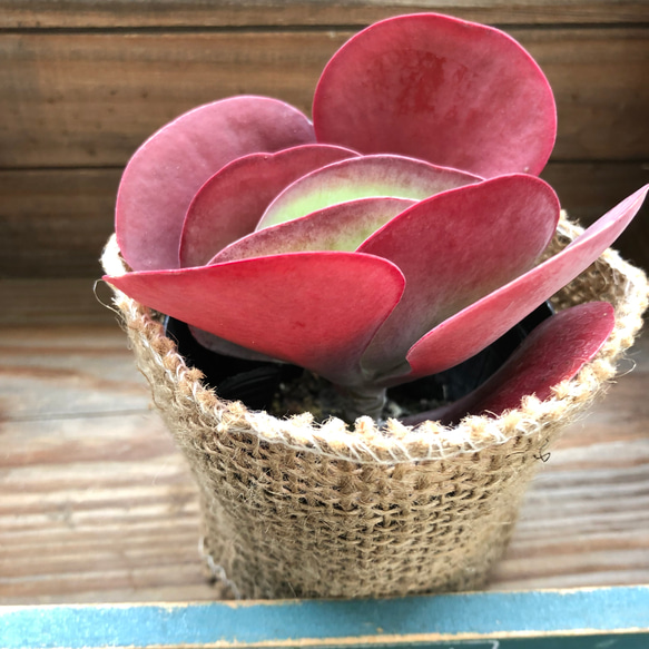 デザートローズ♡多肉植物♡カランコエ♡ガーデニング 1枚目の画像