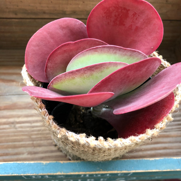 デザートローズ♡多肉植物♡カランコエ♡ガーデニング 5枚目の画像