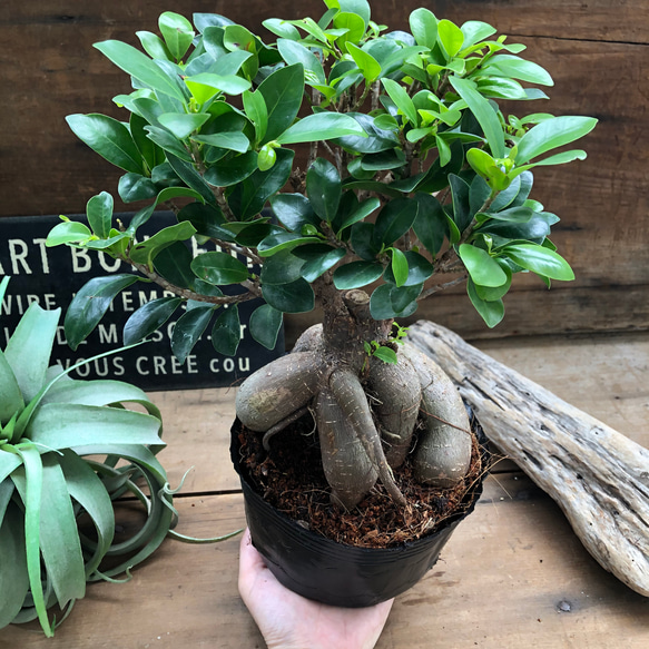 立派♡大サイズ　ガジュマル♡精霊が宿る木♡観葉植物♡インテリア 3枚目の画像