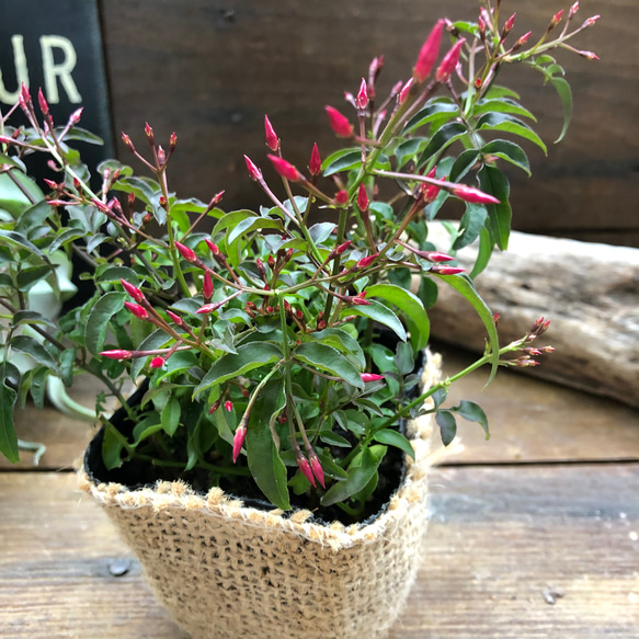 ハゴロモジャスミン♡真っ白な花♡ガーデニング♡観葉植物 1枚目の画像