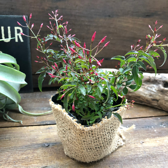 ハゴロモジャスミン♡真っ白な花♡ガーデニング♡観葉植物 4枚目の画像