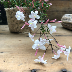 ハゴロモジャスミン♡真っ白な花♡ガーデニング♡観葉植物 5枚目の画像