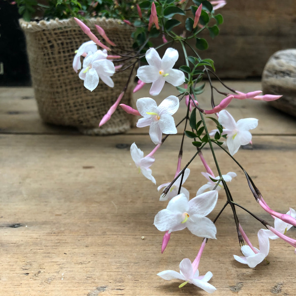 ハゴロモジャスミン♡真っ白な花♡ガーデニング♡観葉植物 7枚目の画像