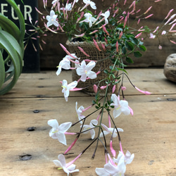 ハゴロモジャスミン♡真っ白な花♡ガーデニング♡観葉植物 10枚目の画像