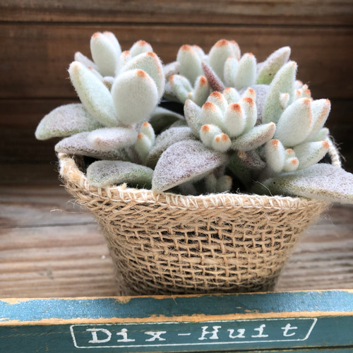 ❤️専用♥多肉植物❤️そのまま飾れる寄せ植え❤️花冠うさぎちゃん❤️ ❤️多肉植物❤️そのまま飾れる寄せ植え❤️ハニカミうさぎ