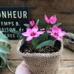 ヘスペランサ　フミリス♡ 秋植え球根♡毎年咲きます♡ガーデニング♡観葉植物 3枚目の画像