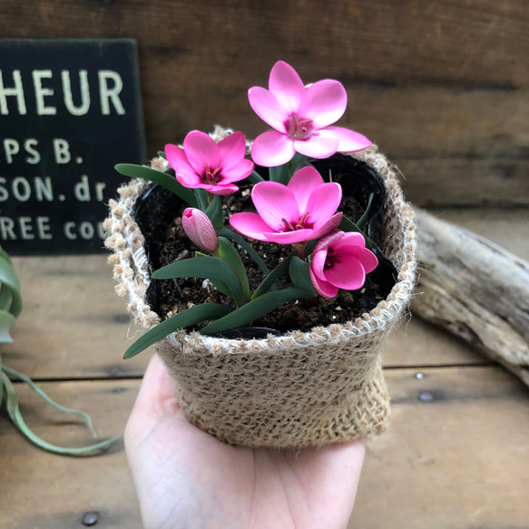 ヘスペランサ　フミリス♡ 秋植え球根♡毎年咲きます♡ガーデニング♡観葉植物 9枚目の画像