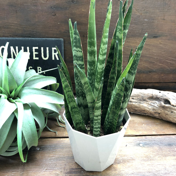 現品　サンスベリア　バイビット　子株　希少　珍しい　ビザルプランツ　観葉植物 現品サンスベリアバイビット子株希少珍しいビザルプランツ観葉植物