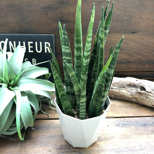 デザルティー♡ハイブリッド♡サンスベリア♡観葉植物 アート