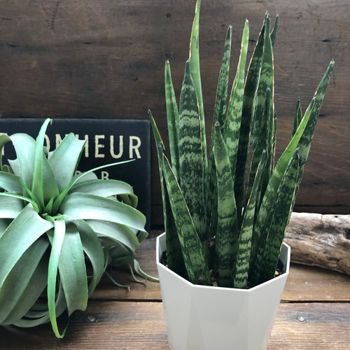 サンスベリア バイビット【現品】☆希少☆ 観葉植物 室内 現品