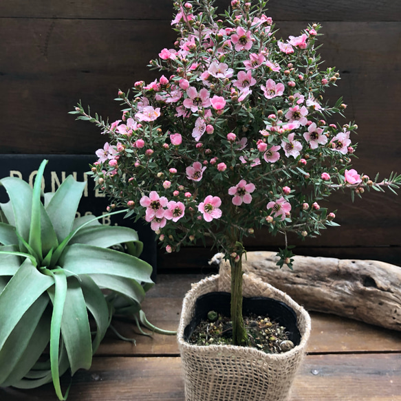 ギョリュウバイ♡木立した♡ピンクの花♡ガーデニング 2枚目の画像