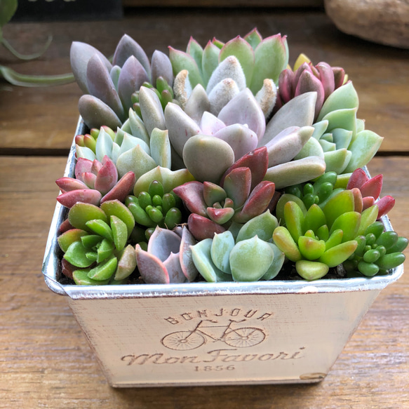 ブリキ鉢の多肉寄せ植え♡多肉植物♡可愛い♡もりもり アートフラワー