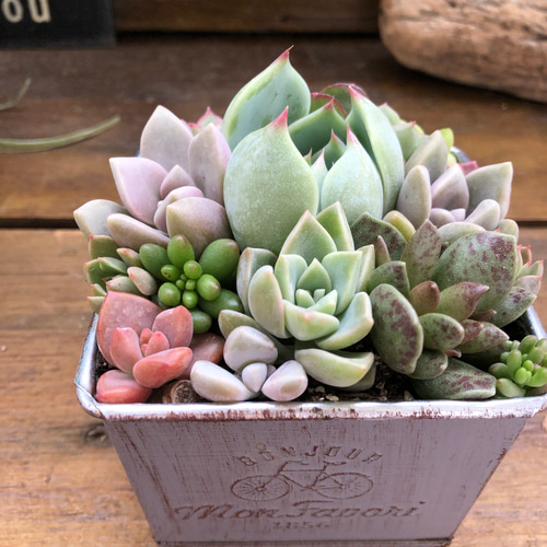 多肉植物寄せ植え♡♡モリモリ寄せ植え♡♡ 多肉植物寄せ植え♡♡モリモリ寄せ植え♡♡