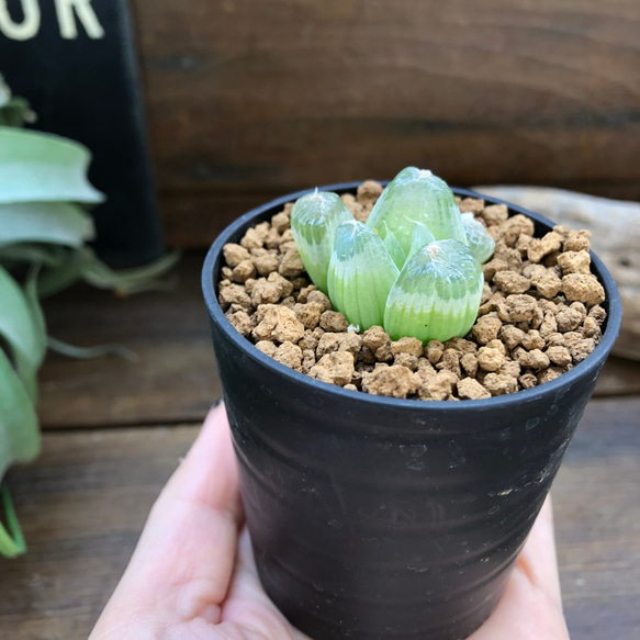 メセン　ブリアントイデス♡希少♡玉翡翠♡多肉植物 2枚目の画像