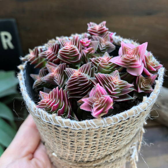 茜の塔♡クラッスラ♡幾重にも重なる♡多肉植物 1枚目の画像