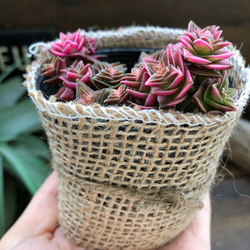 茜の塔♡クラッスラ♡幾重にも重なる♡多肉植物 6枚目の画像