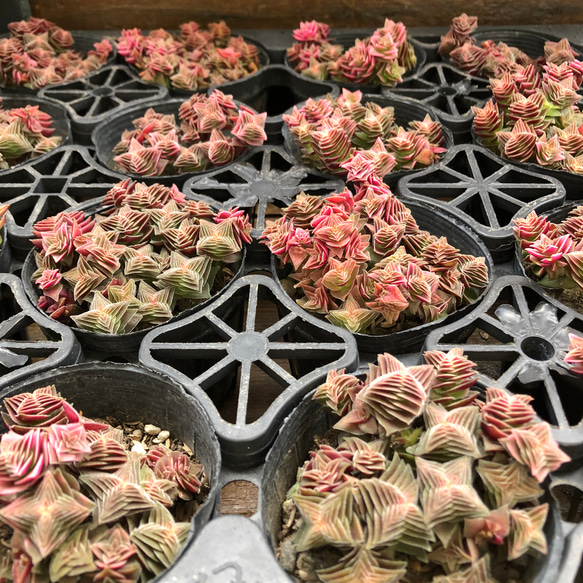 茜の塔♡クラッスラ♡幾重にも重なる♡多肉植物 10枚目の画像