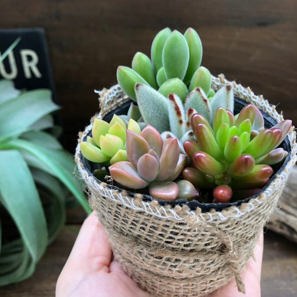 お得♡多肉植物♡寄せ植え♡ガーデニング♡セダム 2枚目の画像