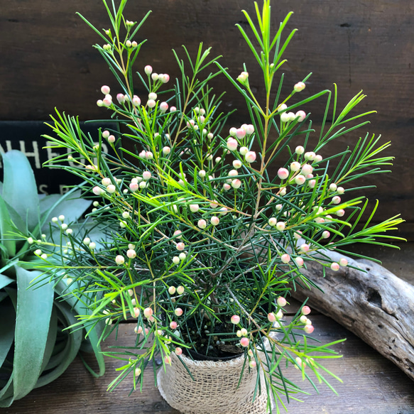 ワックスフラワー3.5号ピカイチ可愛いお花♡蝋かかった♡ガーデニング♡観葉植物♡インテリア 2枚目の画像