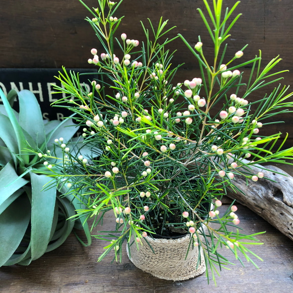 ワックスフラワー3.5号ピカイチ可愛いお花♡蝋かかった♡ガーデニング♡観葉植物♡インテリア 7枚目の画像