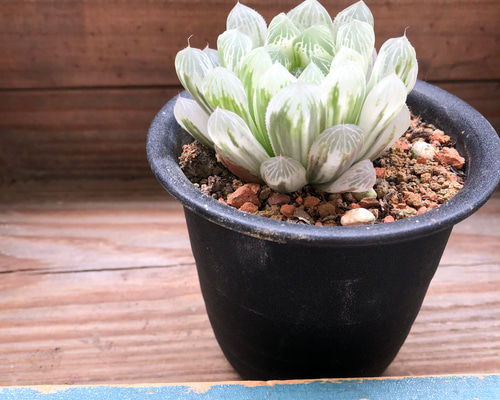 1_a315d7a730c374a06747b1bc2e83