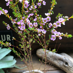 アスターティア♡ マイクロな花♡ウィンターピンク♡ガーデニング♡観葉植物♡いい香り 2枚目の画像