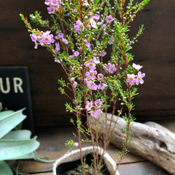 アスターティア♡ マイクロな花♡ウィンターピンク♡ガーデニング♡観葉植物♡いい香り 3枚目の画像