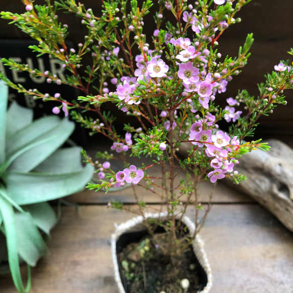 アスターティア♡ マイクロな花♡ウィンターピンク♡ガーデニング♡観葉植物♡いい香り 4枚目の画像