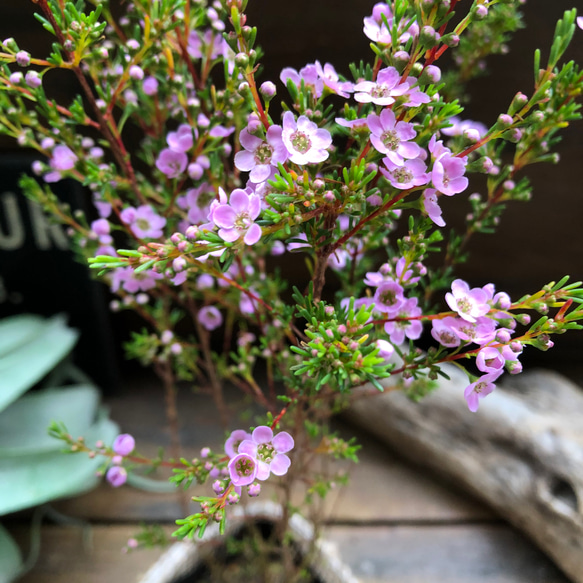 アスターティア♡ マイクロな花♡ウィンターピンク♡ガーデニング♡観葉植物♡いい香り 5枚目の画像