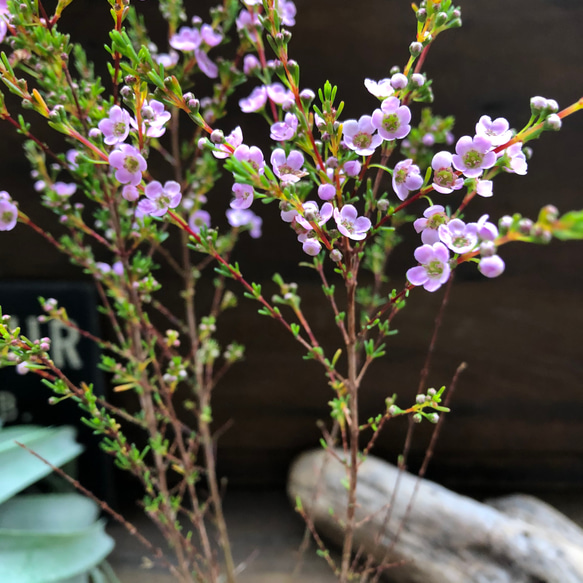 アスターティア♡ マイクロな花♡ウィンターピンク♡ガーデニング♡観葉植物♡いい香り 6枚目の画像