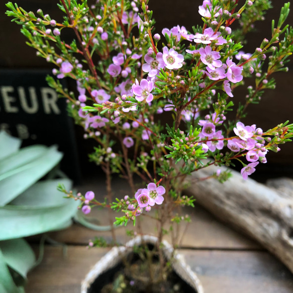 アスターティア♡ マイクロな花♡ウィンターピンク♡ガーデニング♡観葉植物♡いい香り 7枚目の画像