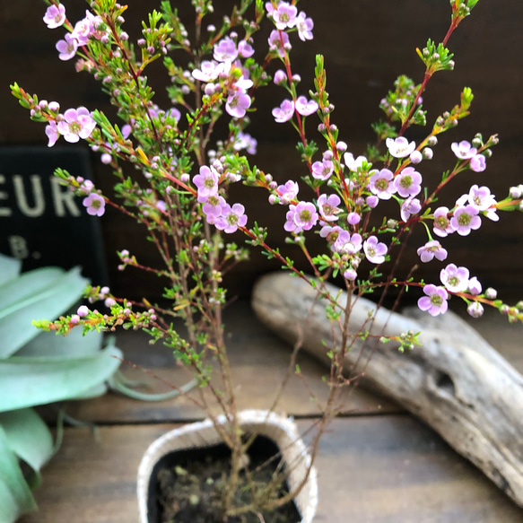 アスターティア♡ マイクロな花♡ウィンターピンク♡ガーデニング♡観葉植物♡いい香り 8枚目の画像