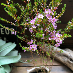 アスターティア♡ マイクロな花♡ウィンターピンク♡ガーデニング♡観葉植物♡いい香り 9枚目の画像