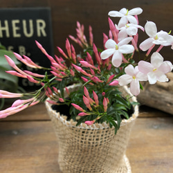 ハゴロモジャスミン♡真っ白な花♡ガーデニング♡観葉植物 1枚目の画像