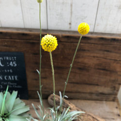 ドライフラワーにも♡グラスペディア♡黄色の花の苗♡ガーデニング 8枚目の画像