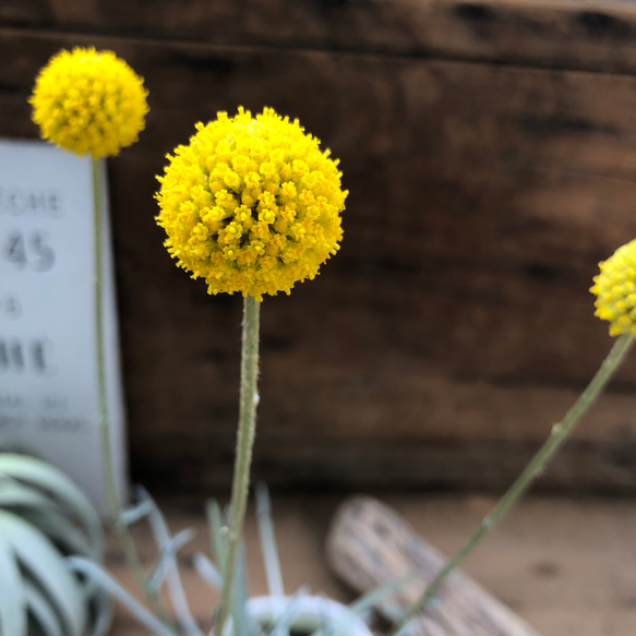 ドライフラワーにも♡グラスペディア♡黄色の花の苗♡ガーデニング 9枚目の画像