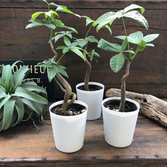 超希少な縁起物ハートパキラ⭐︎