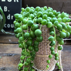 グリーンネックレス♡垂れ下がり♡多肉植物♡インテリア 1枚目の画像