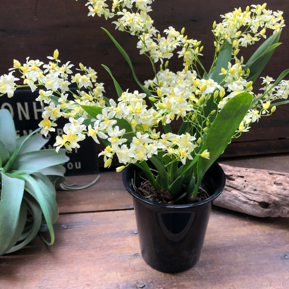 オンリーワン♡新色♡オンシジューム♡観葉植物 4枚目の画像