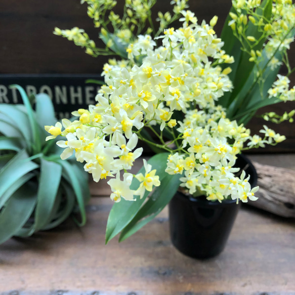 オンリーワン♡新色♡オンシジューム♡観葉植物 5枚目の画像