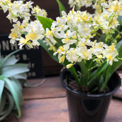 オンリーワン♡新色♡オンシジューム♡観葉植物 9枚目の画像