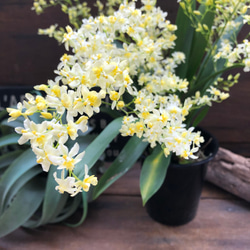 オンリーワン♡新色♡オンシジューム♡観葉植物 10枚目の画像